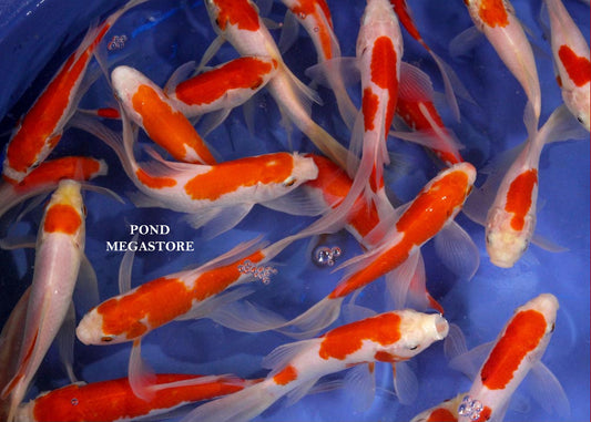 Sarasa Comets (4 inch) - pondmegastore