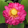 Scarlet Peach Lotus  <br>Heavy Bloomer!
