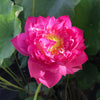 Scarlet Peach Lotus  <br>Heavy Bloomer!