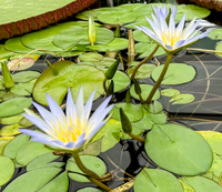 Cerulea (Egyptian Blue Lotus of the Nile) Annual Water Lily - Pond Megastore
