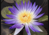 Amethyst Mist Water Lily <br> Blue Day blooming