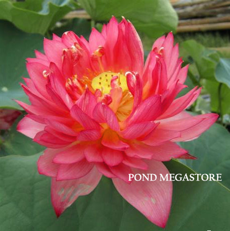 Senior Red Lotus <br>Sensational blooms!