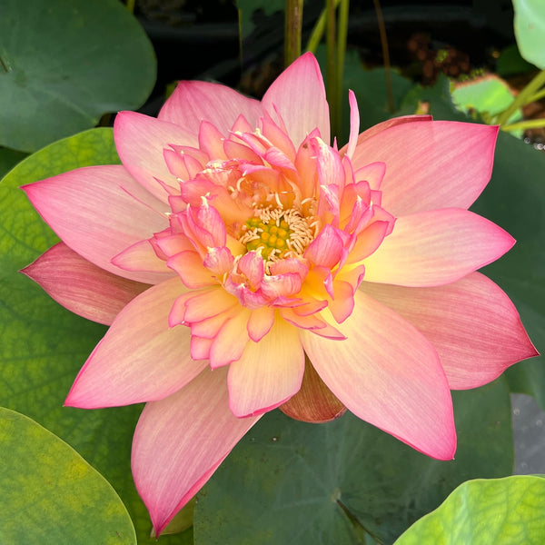 Shicheng Jinxiu Lotus