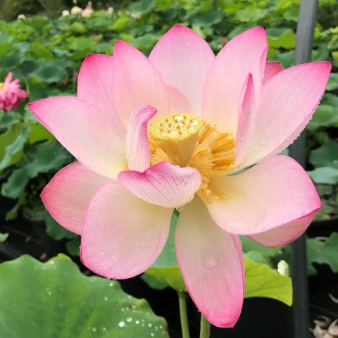 Shin Kago Hash Lotus  <br> Refreshing color on amazing blooms!