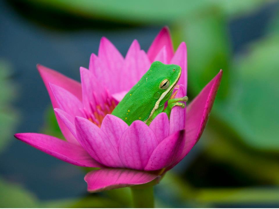 Shirley Bryne Annual Water Lily - Pond Megastore