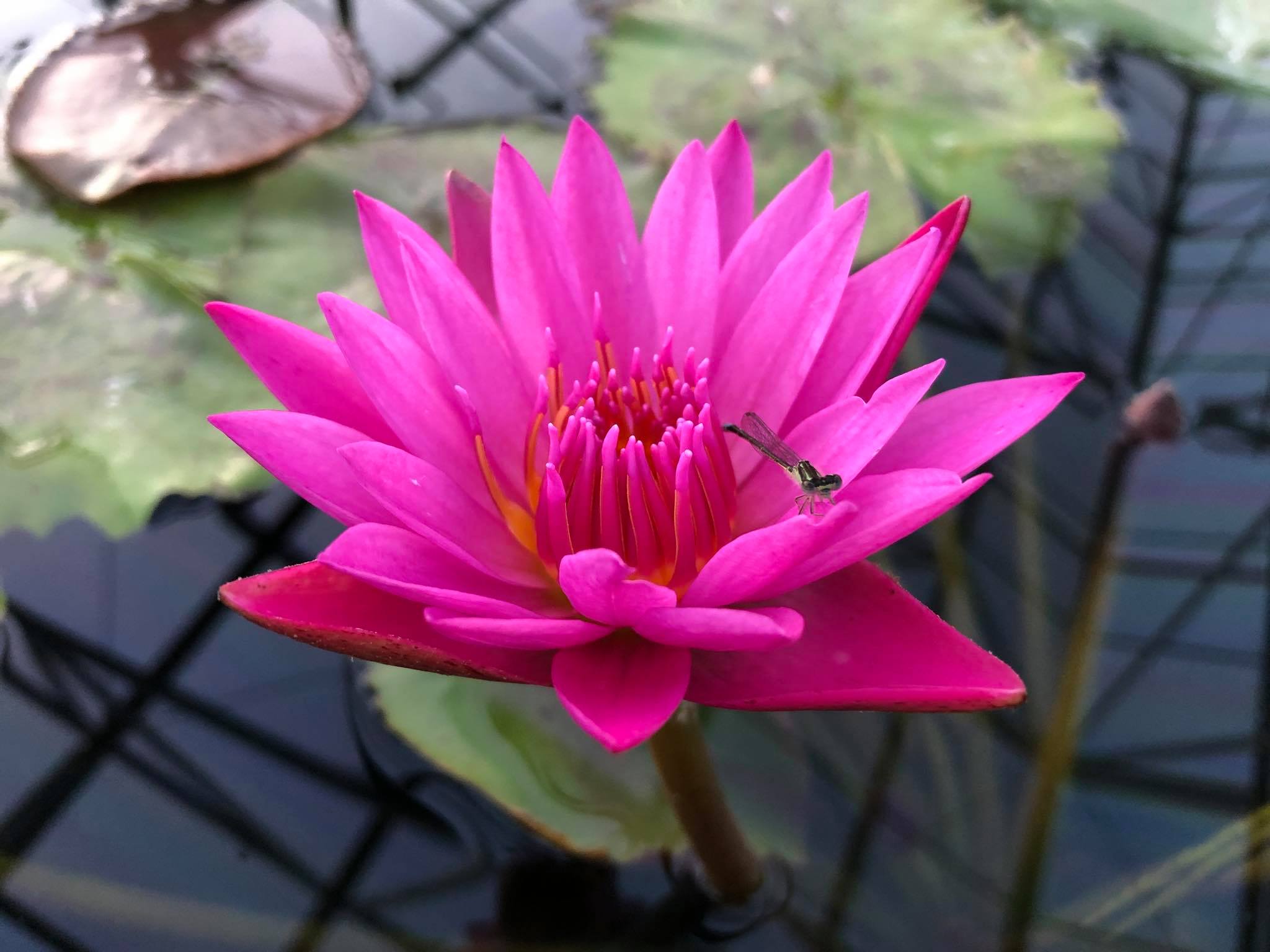 Pink & Purple Lotus, Lily Pads Pond