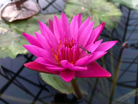Shirley Bryne Annual Water Lily - Pond Megastore