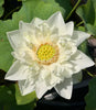 Shiroman Lotus  <br>  Heavenly, multi-petal flowers!