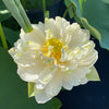 Shiroman Lotus  <br>  Heavenly, multi-petal flowers!