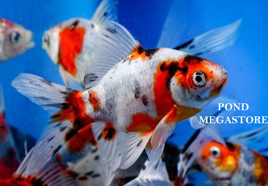 Shubunkins (6 inch) <br> (Carassius Auratus) - pondmegastore