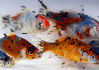 Shubunkins (6 inch) <br> (Carassius Auratus) - pondmegastore