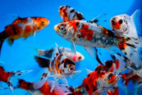 Shubunkins (3 inch) (Carassius Auratus) - pondmegastore