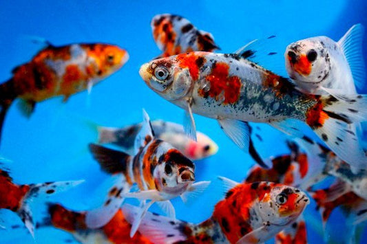Shubunkins (3 inch) (Carassius Auratus) - pondmegastore