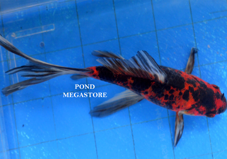 Shubunkins (6 inch) <br> (Carassius Auratus) - pondmegastore