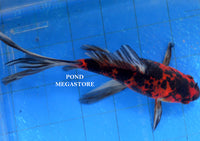 Shubunkins (6 inch) <br> (Carassius Auratus) - pondmegastore