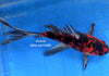 Shubunkins (5 inch) <br>Calico Goldfish