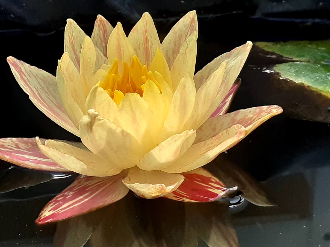 Siam Fantasy Hardy Water Lily - Pond Megastore