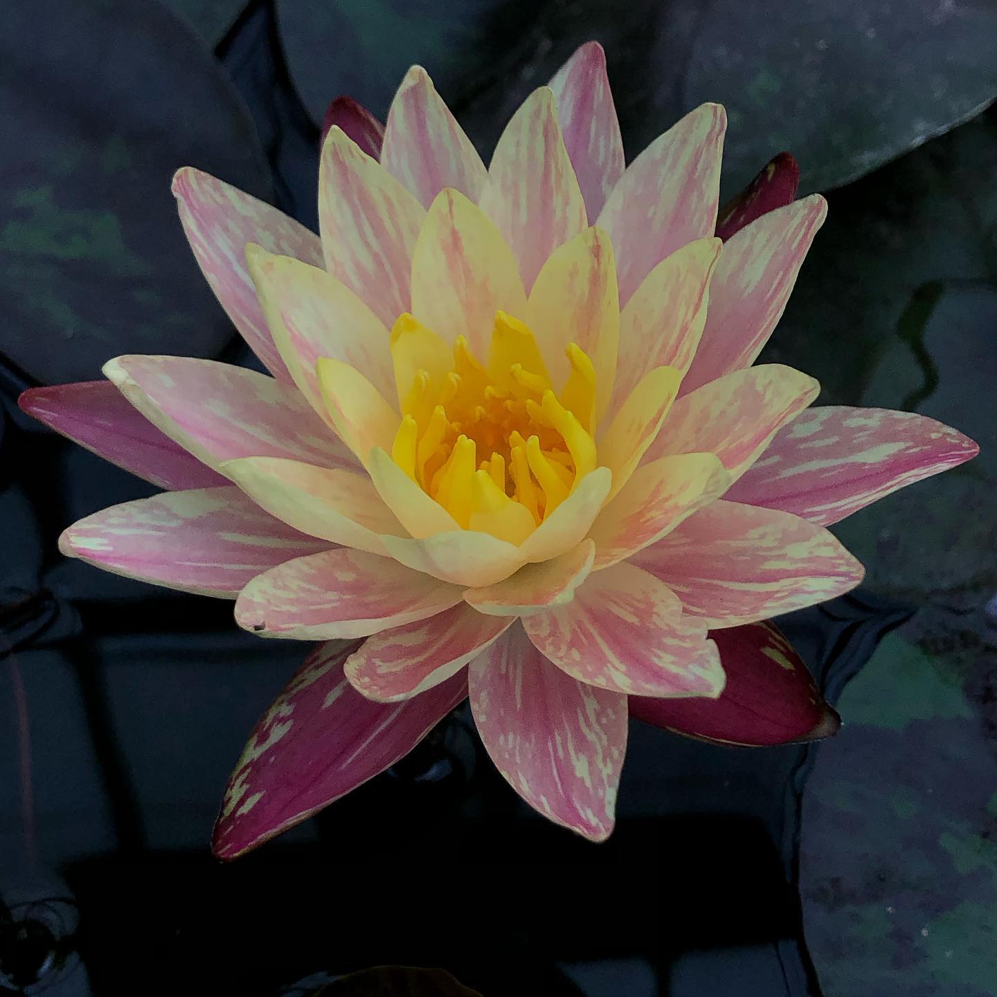 Siam Fantasy Hardy Water Lily - Pond Megastore
