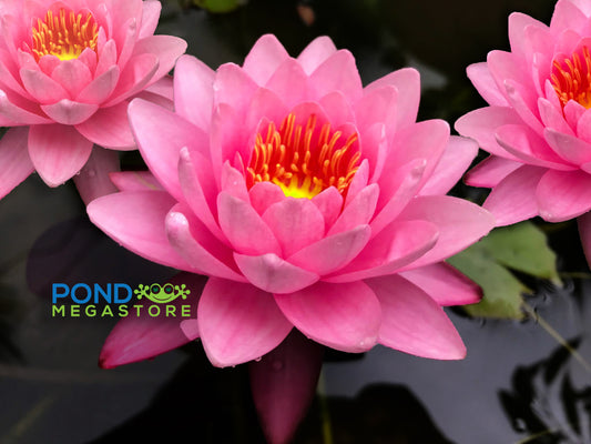 Siam Angel Hardy Water Lily - pondmegastore
