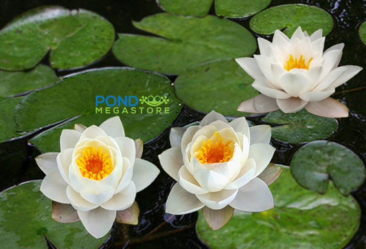 Siam Jasmine Water Lily <Br> Small-Medium Hardy Water Lily <br> - pondmegastore