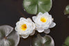 Siam Jasmine Water Lily <Br> Small-Medium Hardy Water Lily <br>