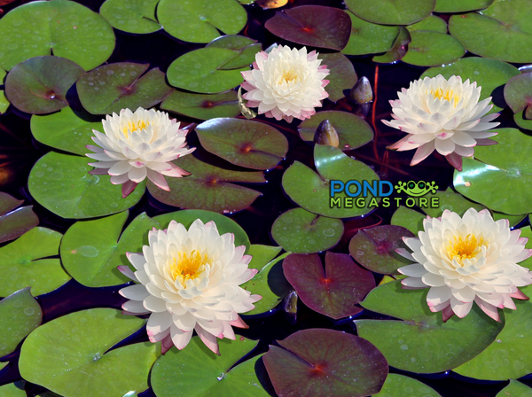Snow Lady (NEW)!<br> Exclusive Medium Hardy Waterlily! Top 10 Waterlily <br> THIS SHIPS IN SPRING & SUMMER