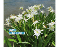 white spider lily demon slayer Spider Lily (White) – Pond Megastore