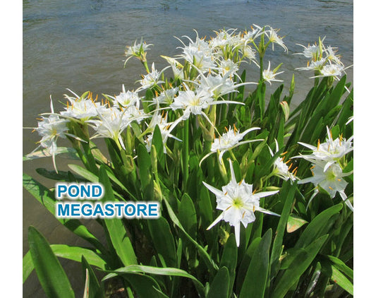 Spider Lily (White) <br> (Hymenocallis Lirisome) <br> Live Bog Plants! - pondmegastore
