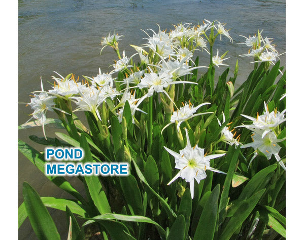 Spider Lily (White) <br> (Hymenocallis) <br> Live Bog Plants to your door!