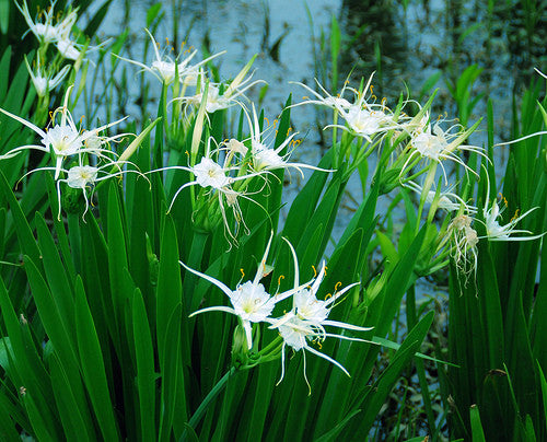 Spider Lily (White) <br> (Hymenocallis Lirisome) <br> Live Bog Plants! - pondmegastore