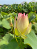 Splendid Sunset Lotus