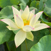 Splendid Sunset Lotus