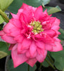 Splendors Red Lotus  <br>  Luscious, bright-pink, multi-petal blooms!