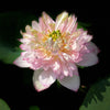 Spring Cherry Lotus - Very Small