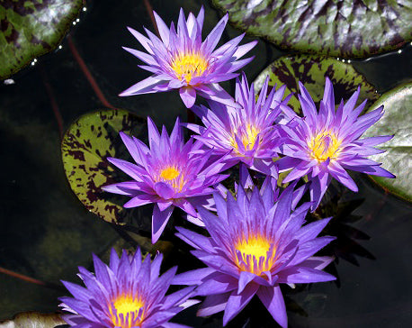 Star Of Zanzibar Water Lily <br> Day blooming <br> Medium-Large Water Lily - pondmegastore