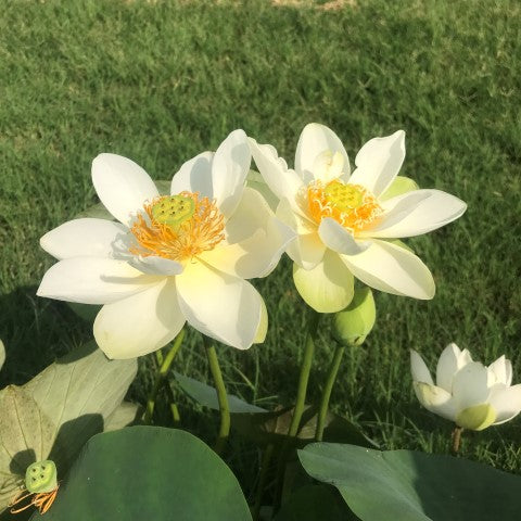 Star Of Green Lotus  <br>Heavy Bloomer! Early Bloomer!