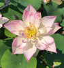 Storm Lotus 13 <br>  Soft-pink and creamy white blooms!