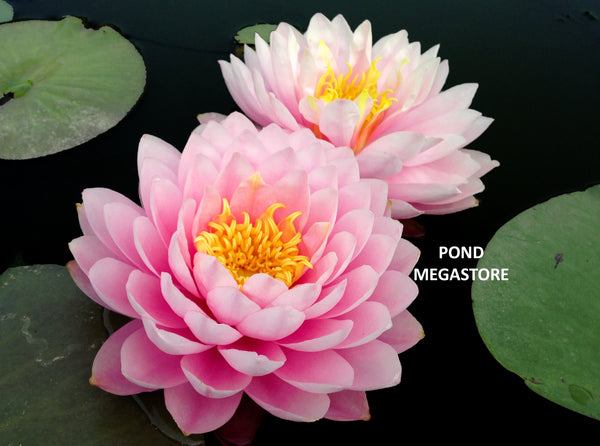 Strawberry Milkshake Waterlily <br> Large Hardy Water Lily  <br> THIS SHIPS IN SPRING & SUMMER