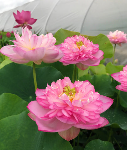 Sugar Pie Pink Lotus  <br>  Simply Spectacular!