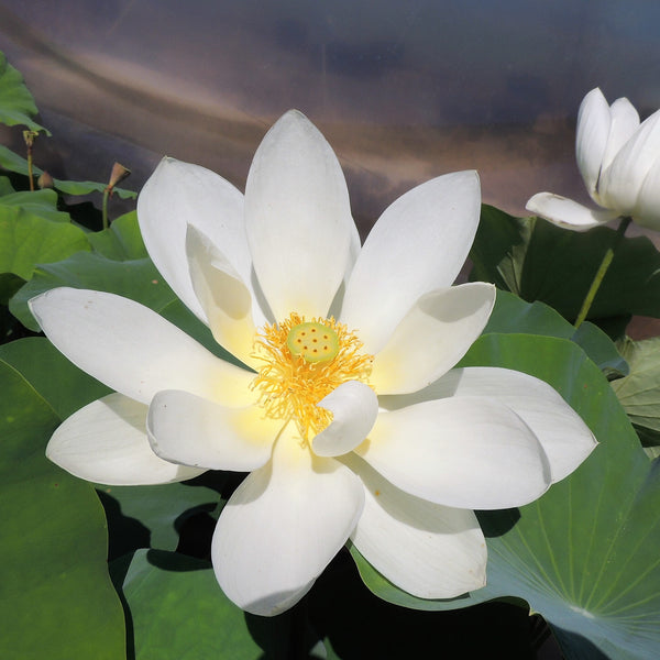 Sun On Snow Lotus  <br>  Peace, tranquility and beauty!