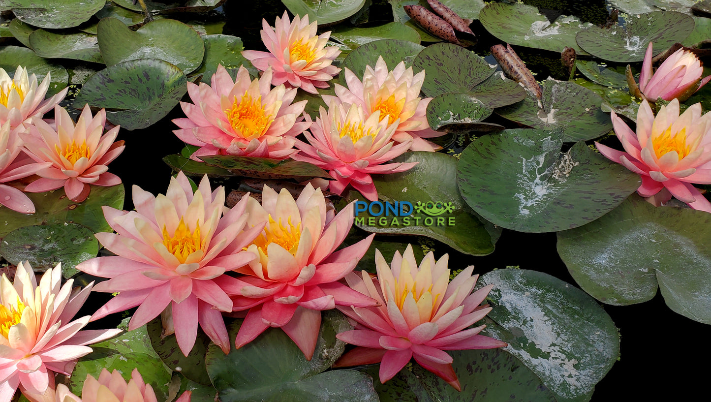 Sunfire Waterlily <br> Large Hardy Water Lily <br> - pondmegastore