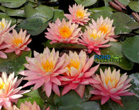 Sunfire Waterlily <br> Large Hardy Water Lily <br> - pondmegastore