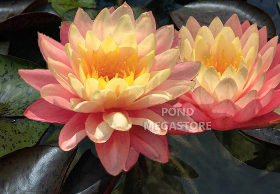 Sunfire Waterlily <br> Large Hardy Water Lily <br> - pondmegastore
