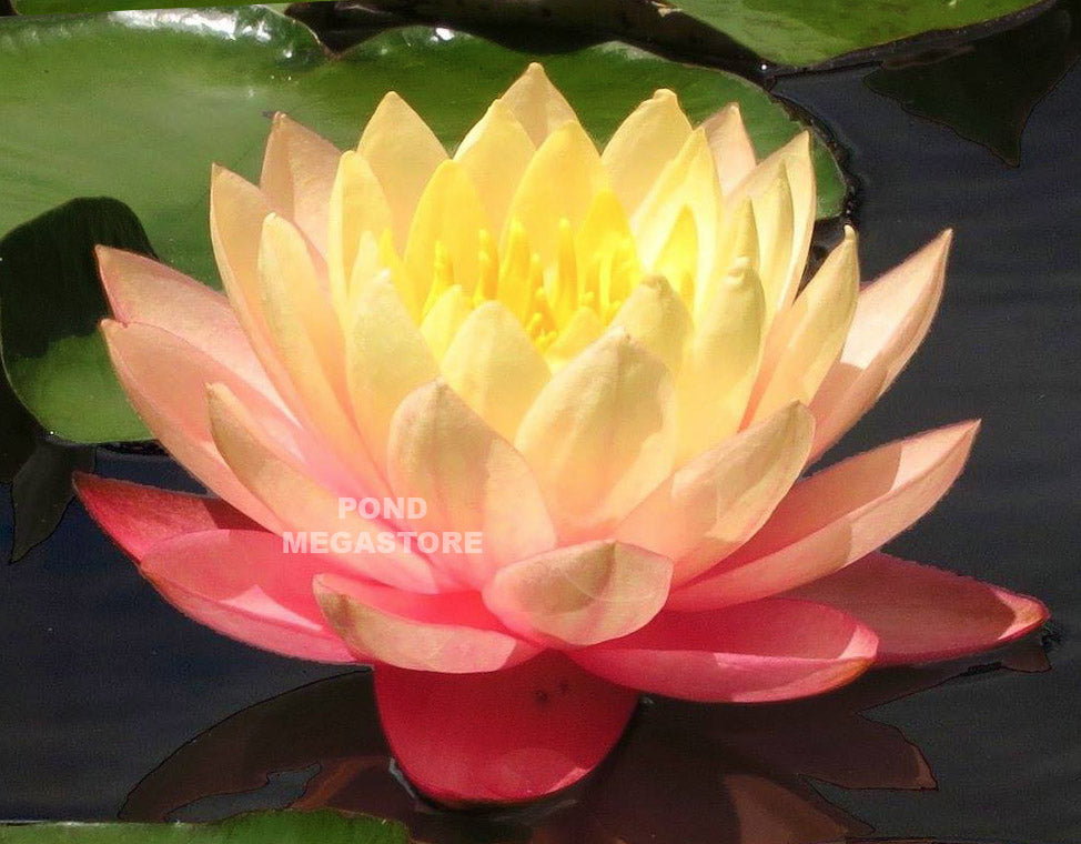 Sunfire Waterlily <br> Large Hardy Water Lily <br> - pondmegastore