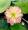 Sunflower Face to the Sun Lotus  <br>  Bowl-Dwarf  / Airy Pink Blooms!