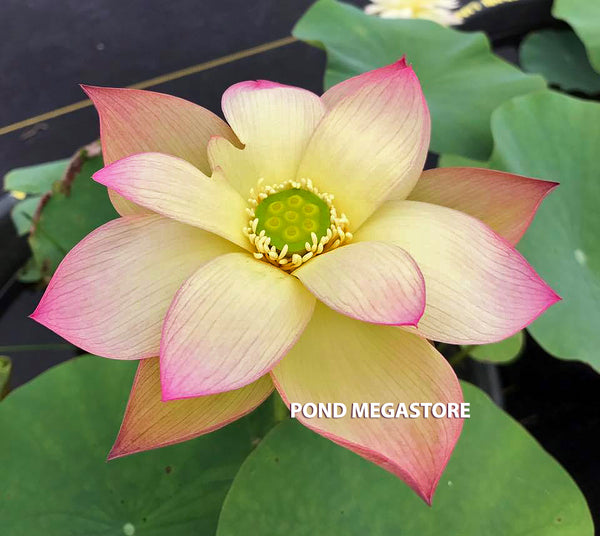 Sunrise Brocade Lotus <br>❤️ Zac's Top 10 Lotus Pick!