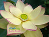 Sunrise Brocade Lotus <br>❤️ Zac's Top 10 Lotus Pick!