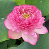 Super Excellence Lotus  <br> Ravishing blooms!