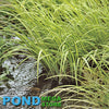 Variegated Sweetflag, Winter Hardy (Acorus Calamus) <br> Tall midlevel plant <br> Native, much better than cattails