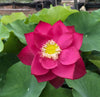 Cuddlin' Caroline Lotus <br> Stately, Brilliant- Red Blooms